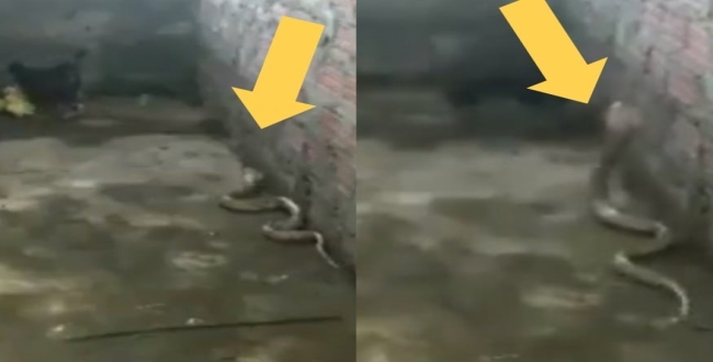 Brave mom save her chicks from cobra fighting video goes viral