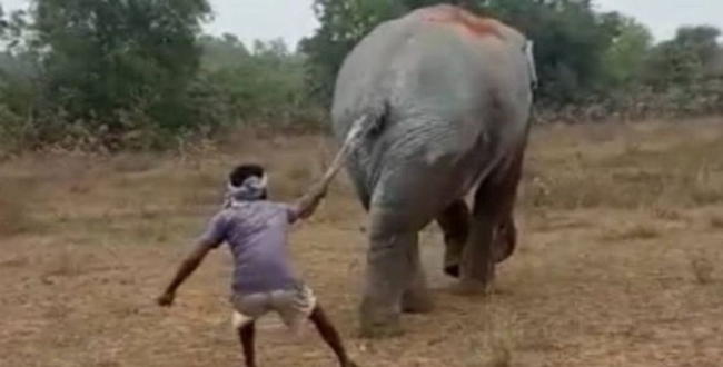 Man pull elephant tail video goes viral