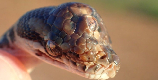 three-eye-snake-found-in-australia-high-way