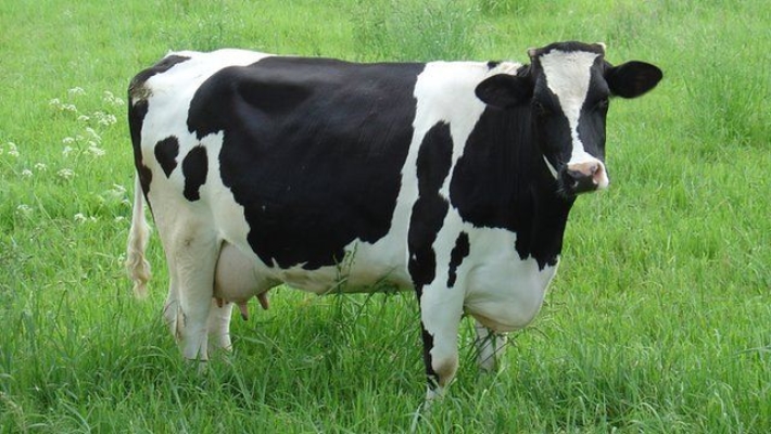 anthira - hydrabad - animal cow rab