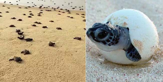 3 cr tortoise found on sea video goes viral 