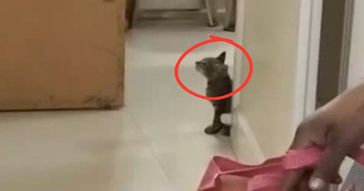 indore-hospital-cat-issue-hiv-ward-safety