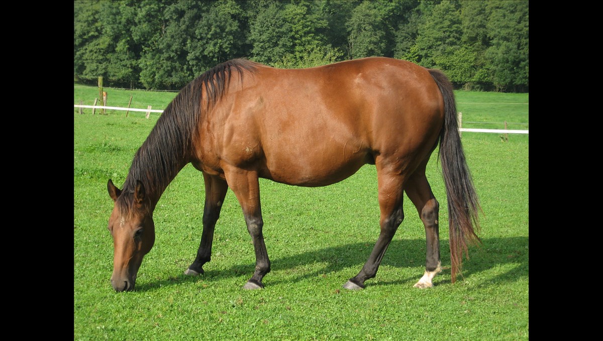 Horse bites man who trying to his viral news
