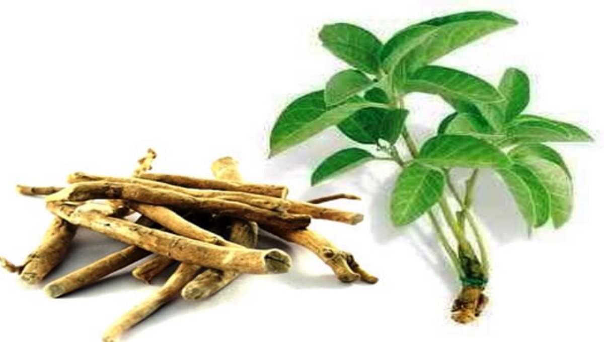 Benefits of Ashwagandha amakura tuber AMUKKARA KIZHANGU Tamil