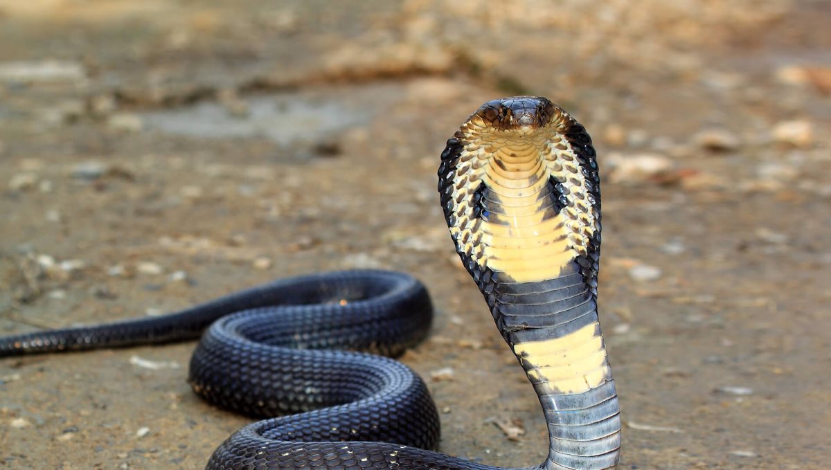 Very big king cobra video viral