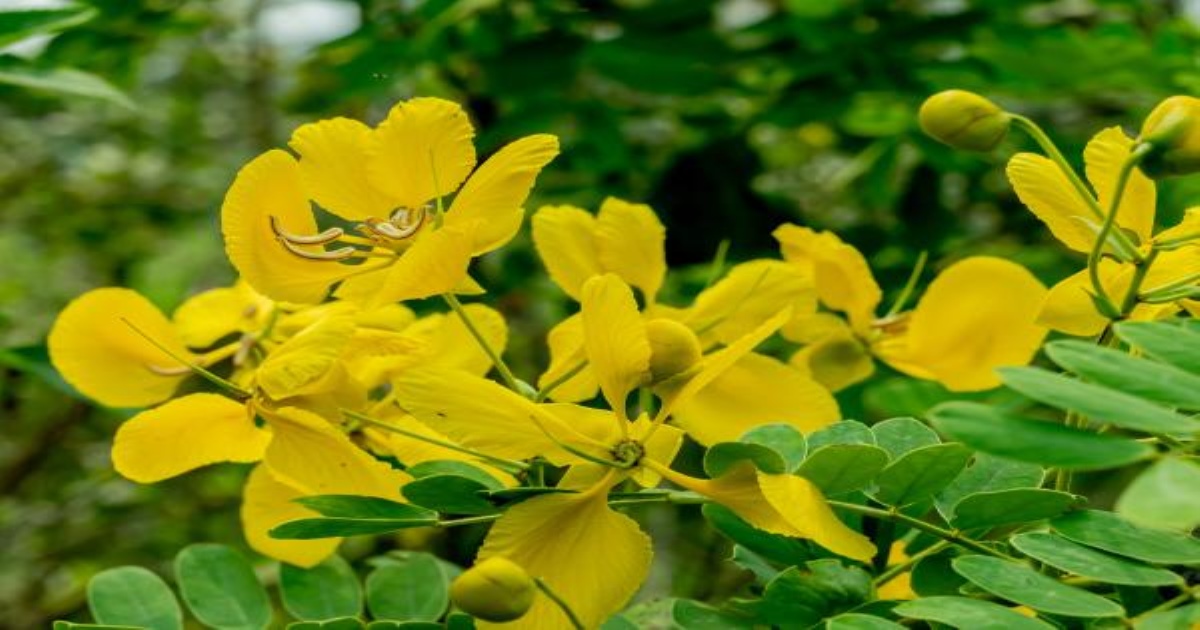 avaram-poo-flower-bath