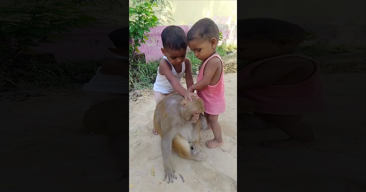 kids-play-with-monkey-video