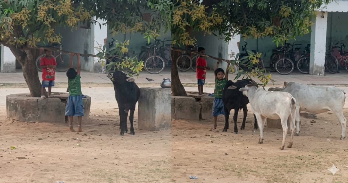 boy-helps-hungry-calves-viral-video