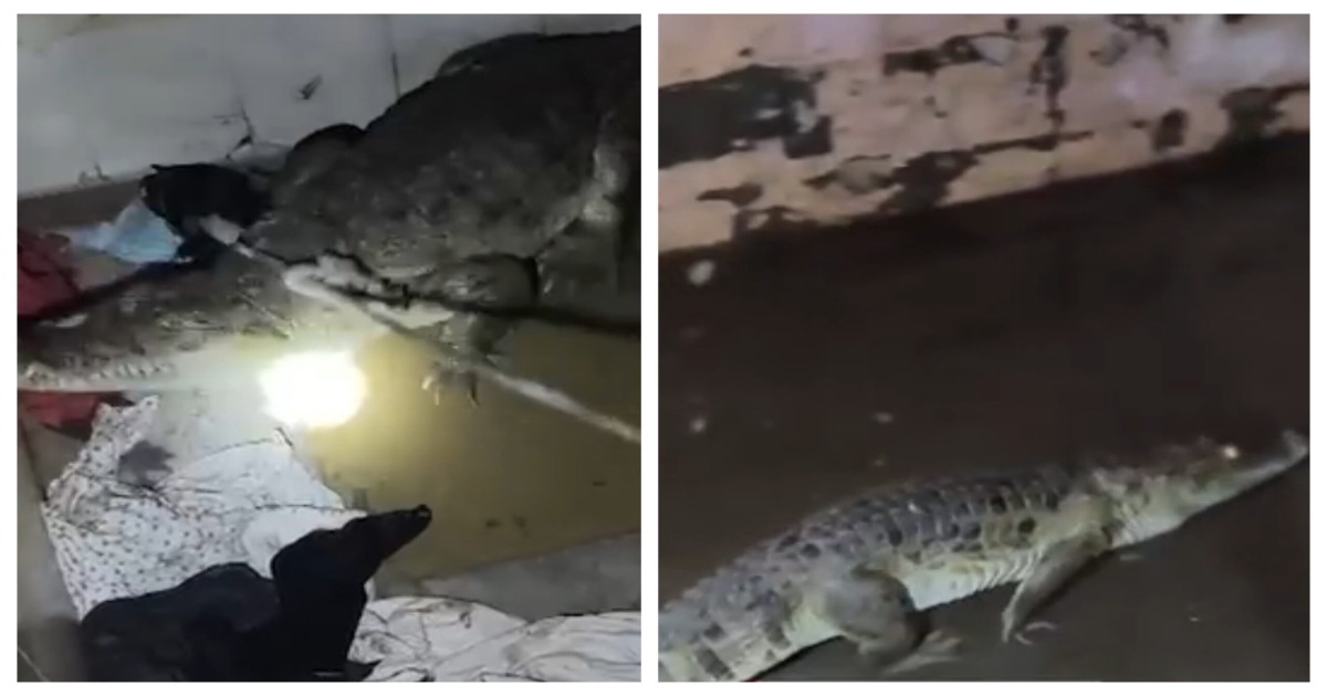 seven-foot-crocodile-enters-house-bathroom-in-gujarat