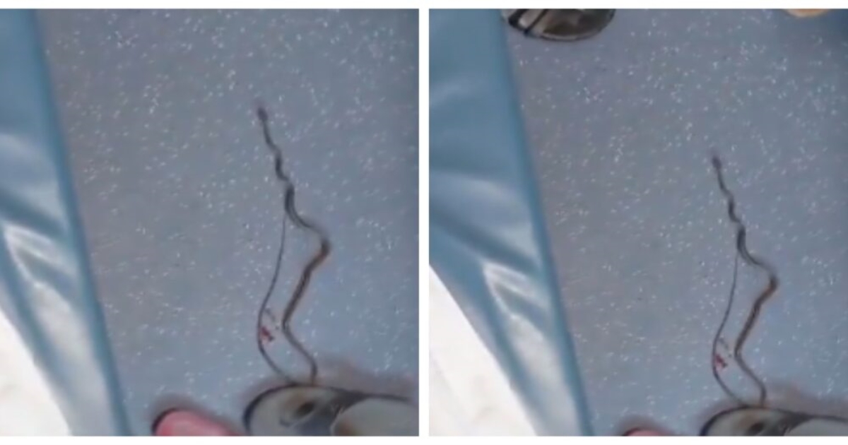 snake-found-in-gondia-barauni-express-ac-coach