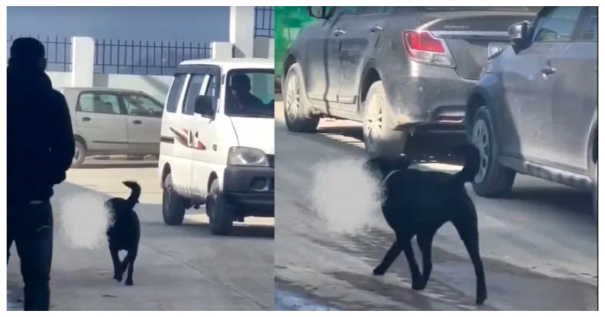 shimla-hospital-biomedical-waste-incident-dog-viral-vid