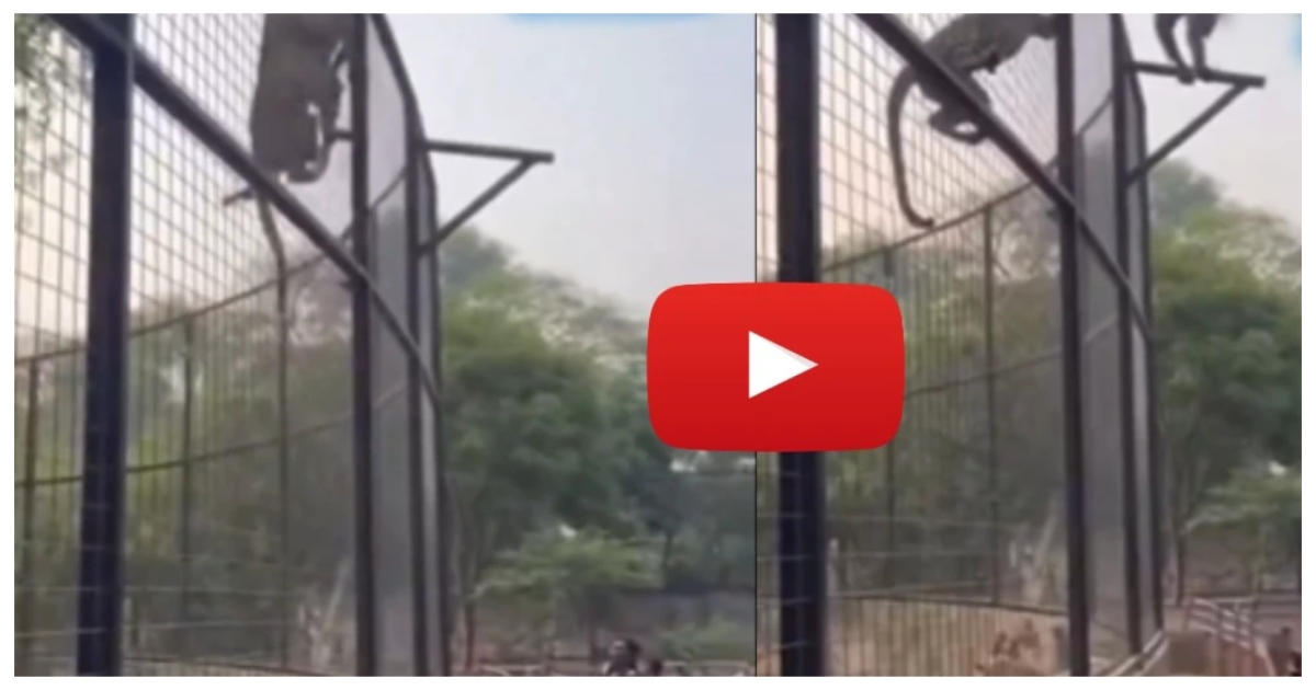 zoo-leopard-attack-shocks-visitors