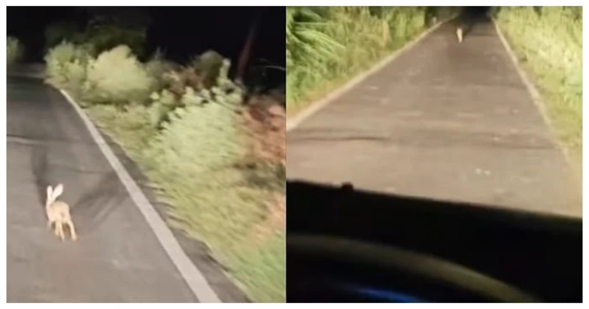 midnight-mystery-creature-video-viral