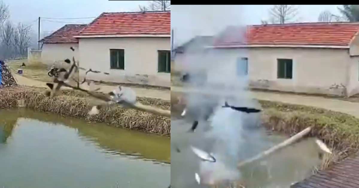 electric-pole-falls-pond-fish-die-accident