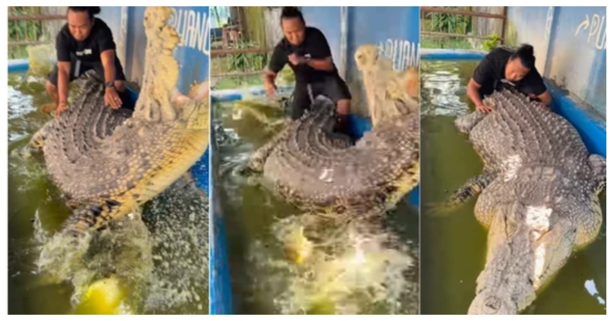 man-attempts-to-ride-crocodile-viral-video-warning