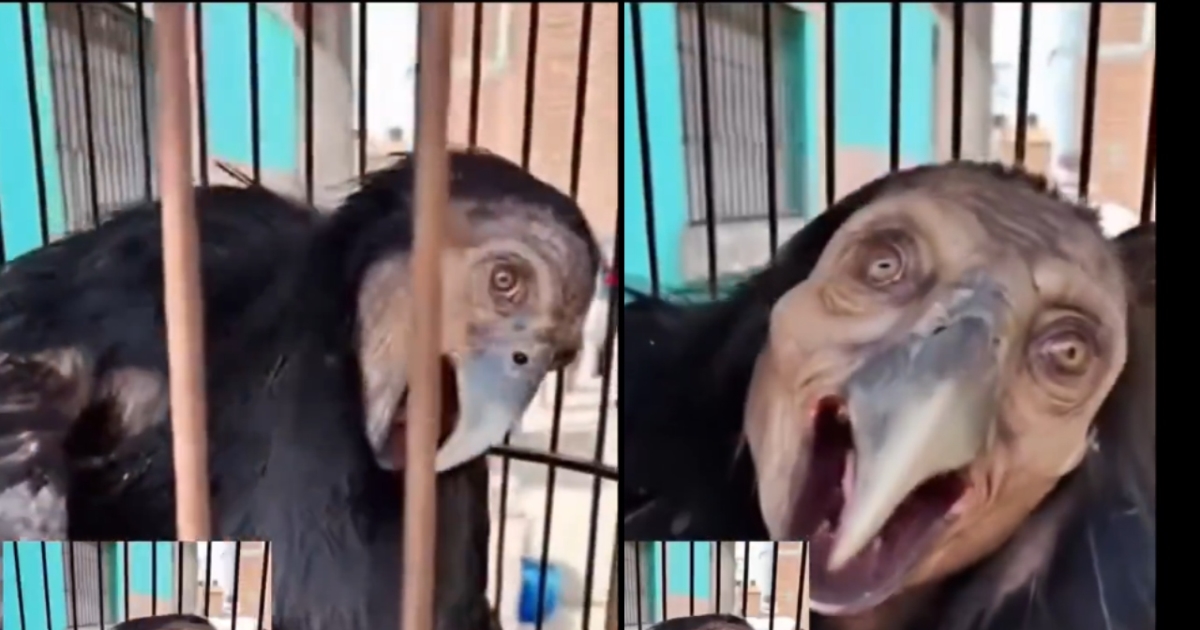 mexico-veracruz-catamaco-bruja-viral-video-truth