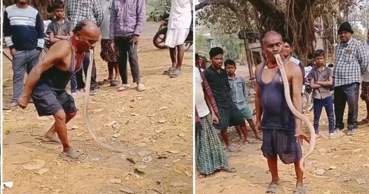 odisha-balasore-king-cobra-dangerous-stunt-video-viral