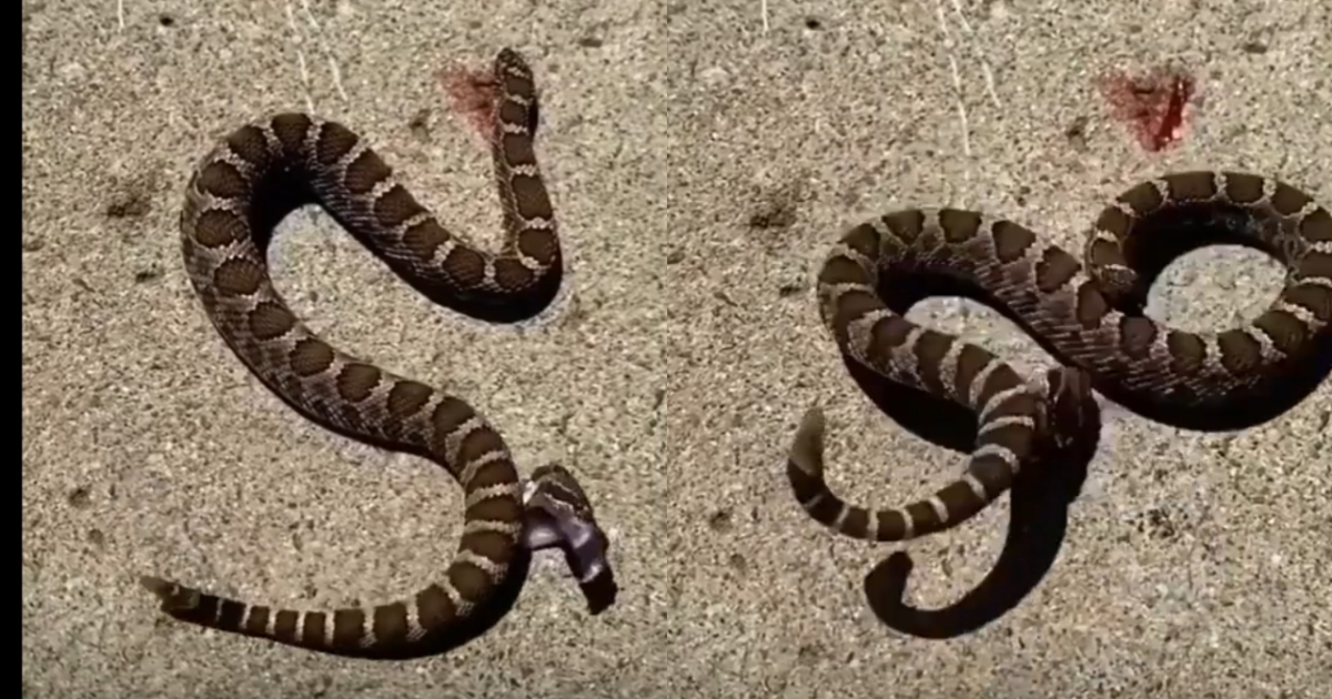 snake-head-movement-after-decapitation-science-explained