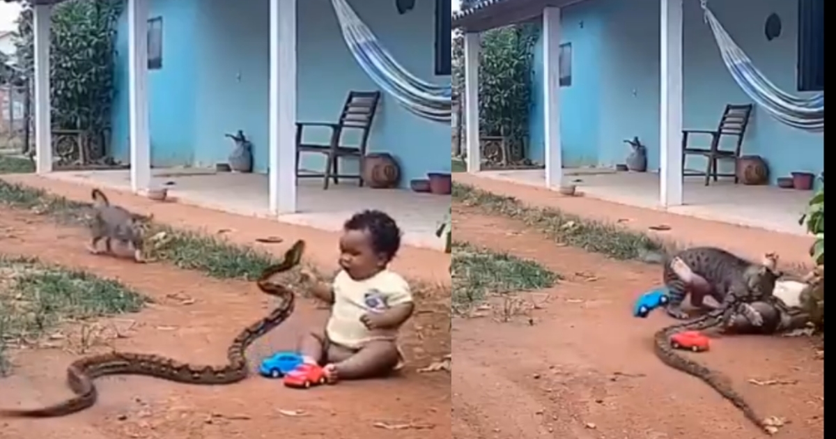 pet-cat-saves-baby-from-snake-viral-video