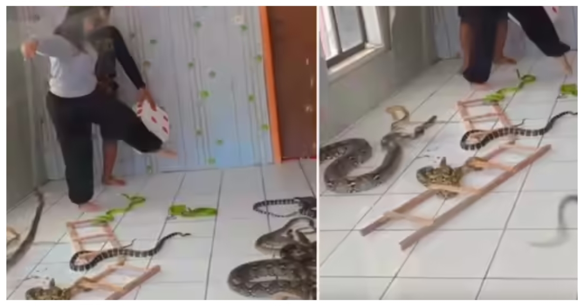 woman-playing-snake-and-ladder-with-real-snakes-viral-v