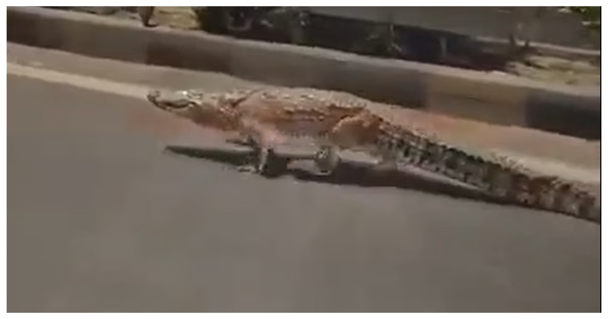 crocodiles-roam-vadodara-roads-viral-video
