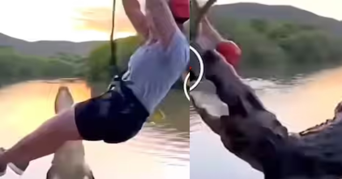 zipline-crocodile-attack-viral-video