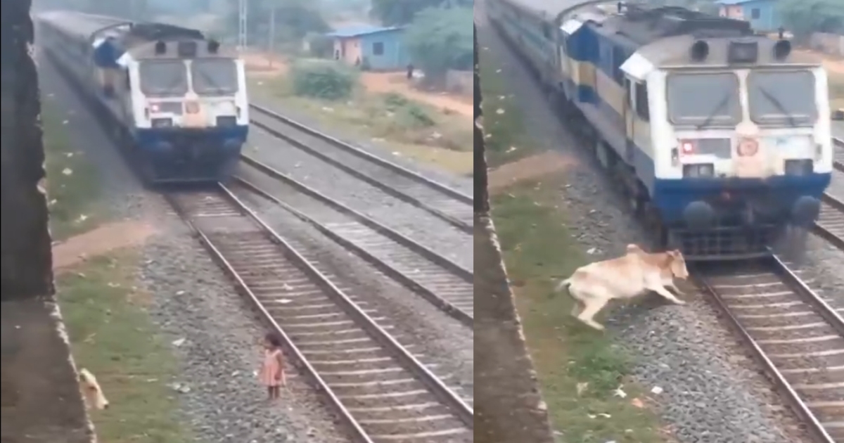 cow-saves-child-from-train-track-viral-video