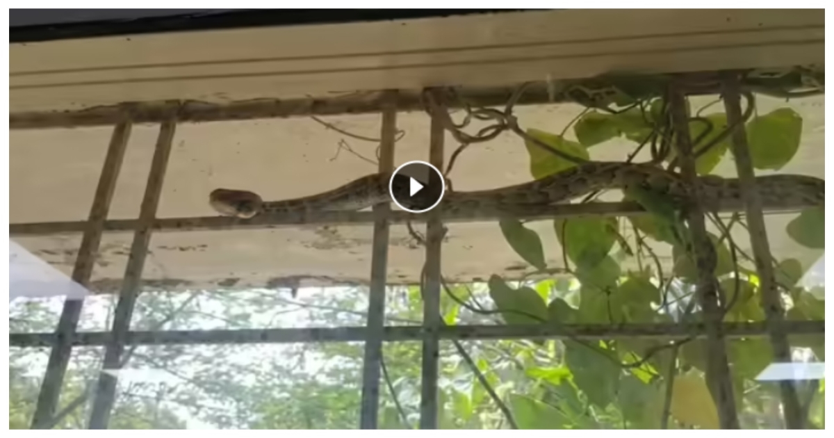 giant-cobra-inside-sagar-hospital-mp