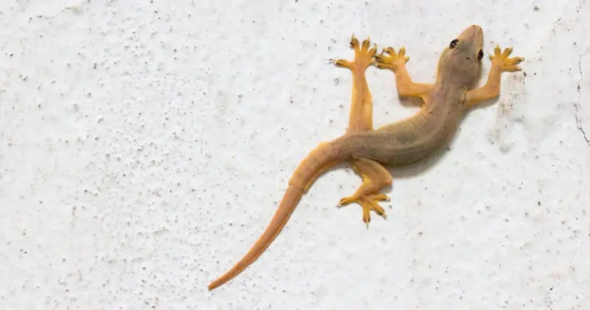 importance-of-house-lizards-natural-pest-control
