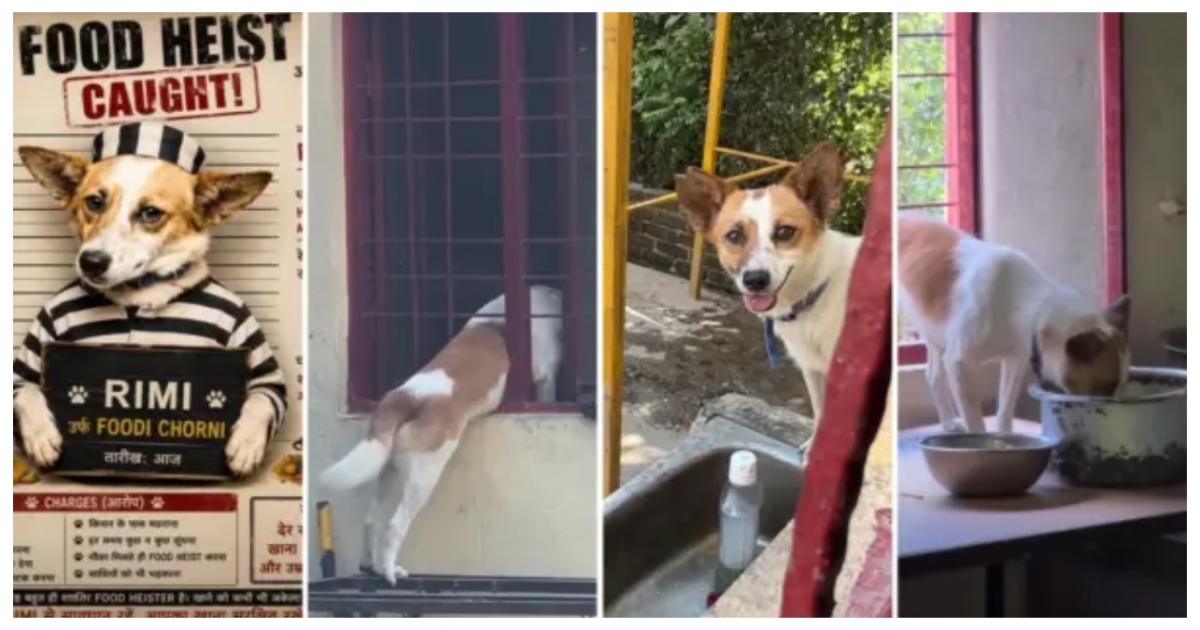 rimi-dog-kitchen-adventure-viral-video