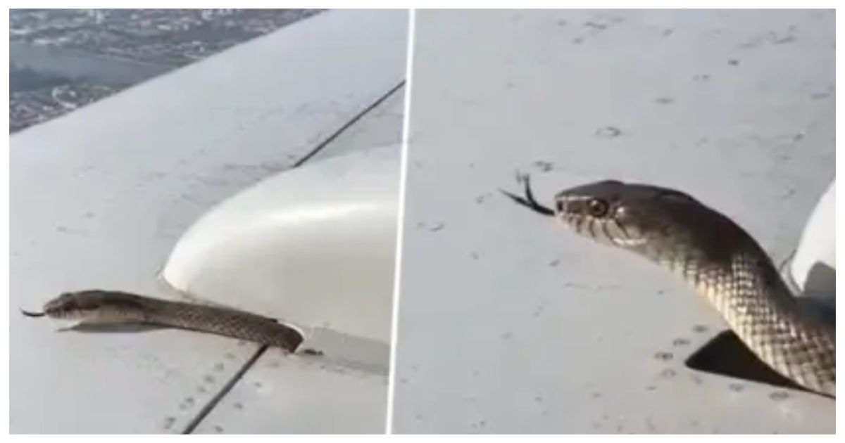 ai-generated-snake-on-airplane-wing-video-fact-check