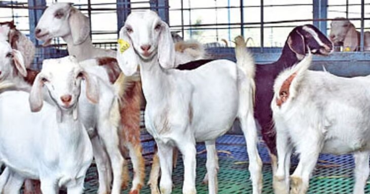 free-goat-scheme-for-women-tamilnadu-budget