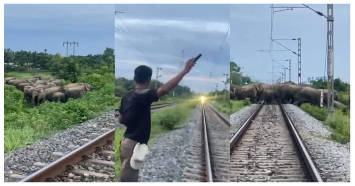 man-saves-elephants-from-speeding-train