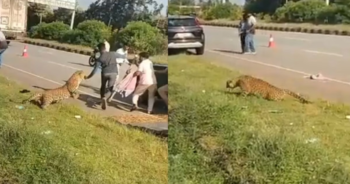 injured-leopard-attacks-forest-officer-davanagere