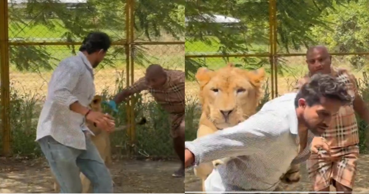 kiran-raj-lion-training-video-goes-viral