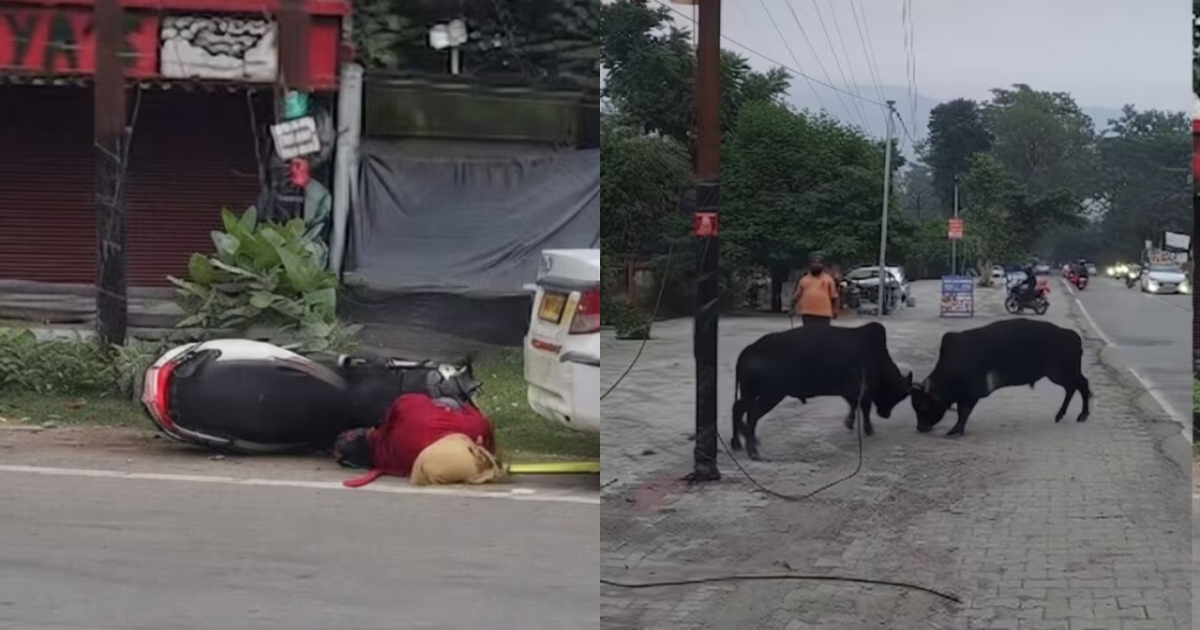 rishikesh-bull-hits-scooter