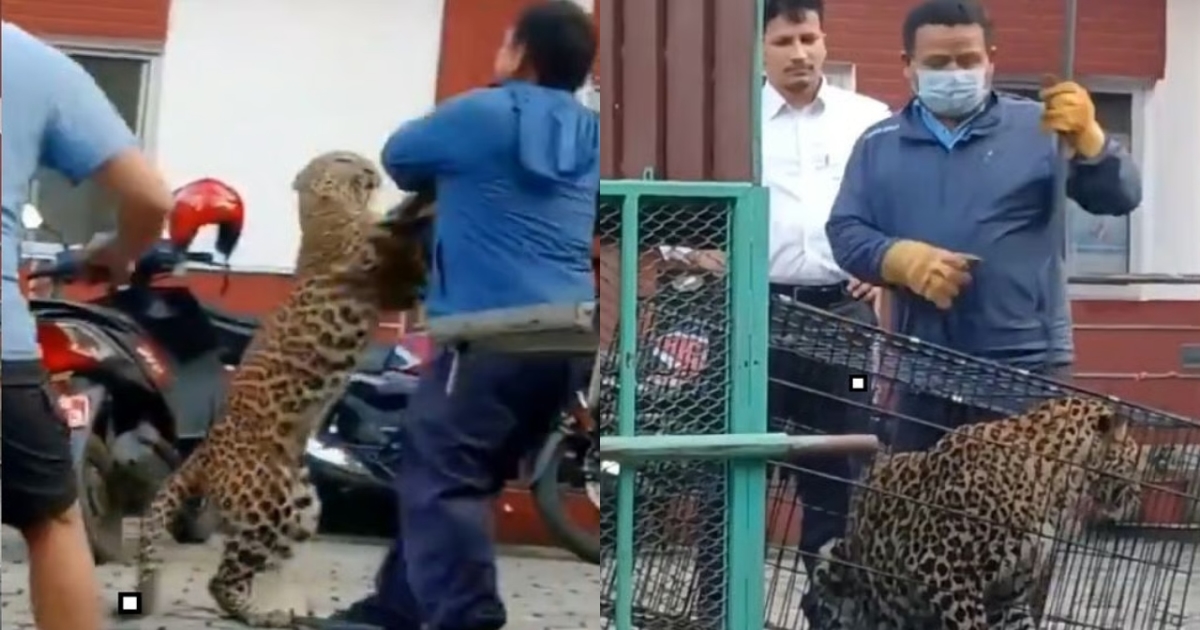leopard-escapes-cage-attacks-forest-guard-nepal