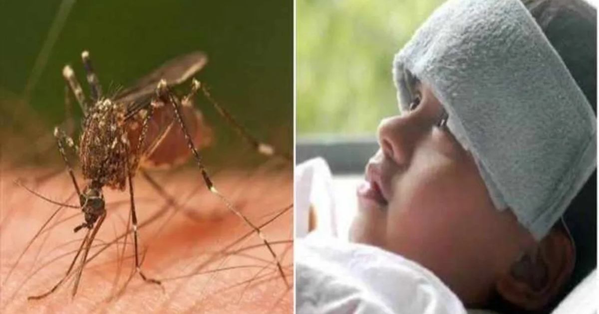 tamil-nadu-dengue-cases-increase-17649