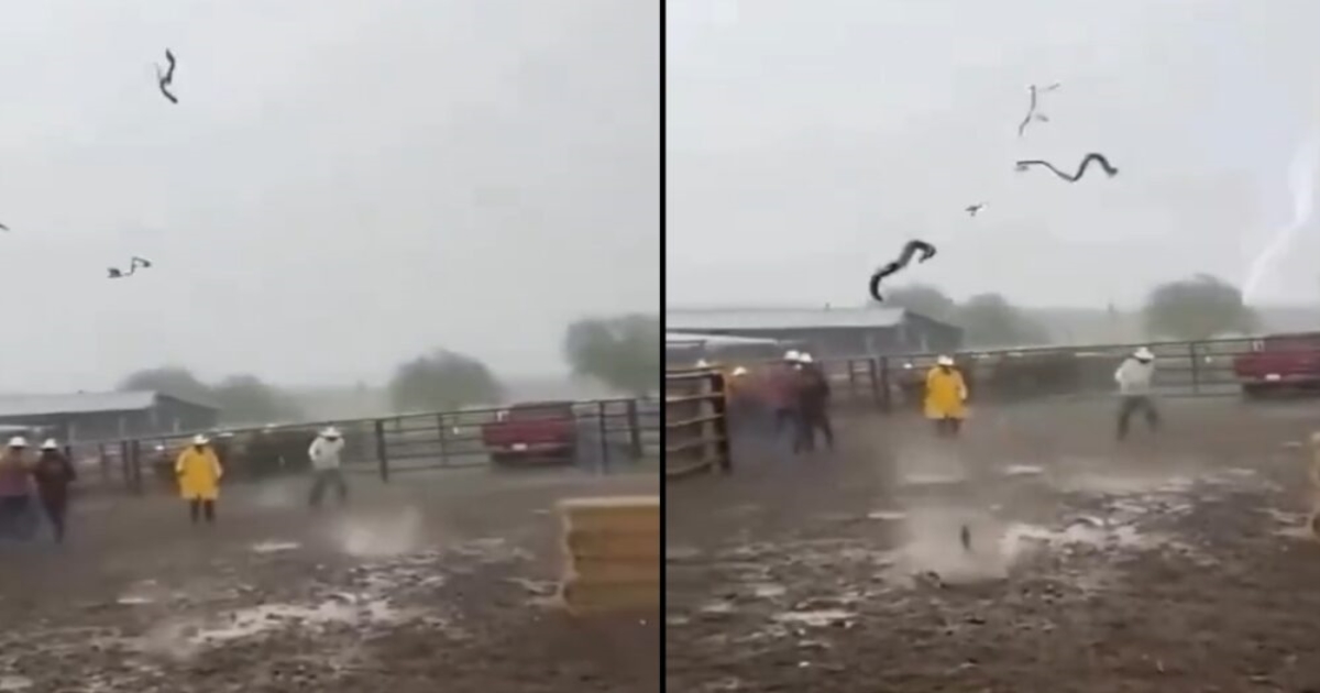 snakes-rain-from-sky-animal-rain-explained