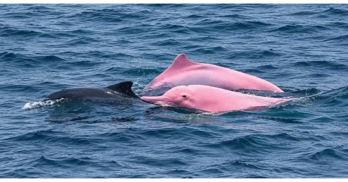 pink-dolphins-spotted-muscat-khantab-beach