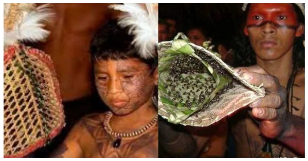 amazon-tribe-bullet-ant-ritual-brazil