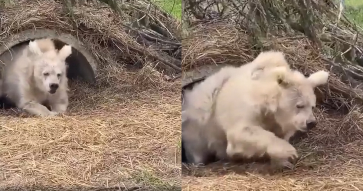 ukraine-brown-bear-chada-hibernation-viral