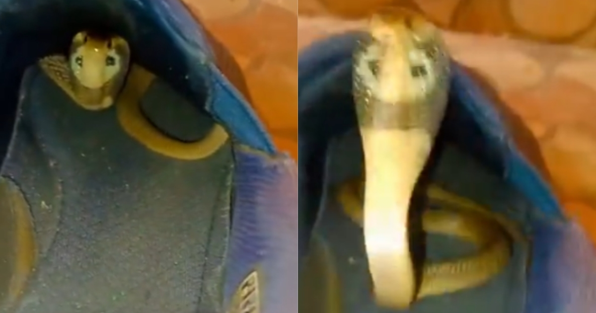 Venomous-snake-found-inside-shoe