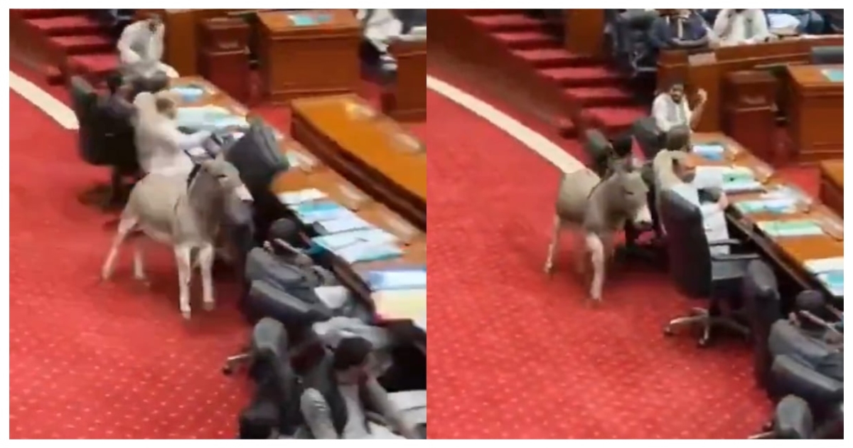 donkey-enters-pakistan-senate-hilarious-incident