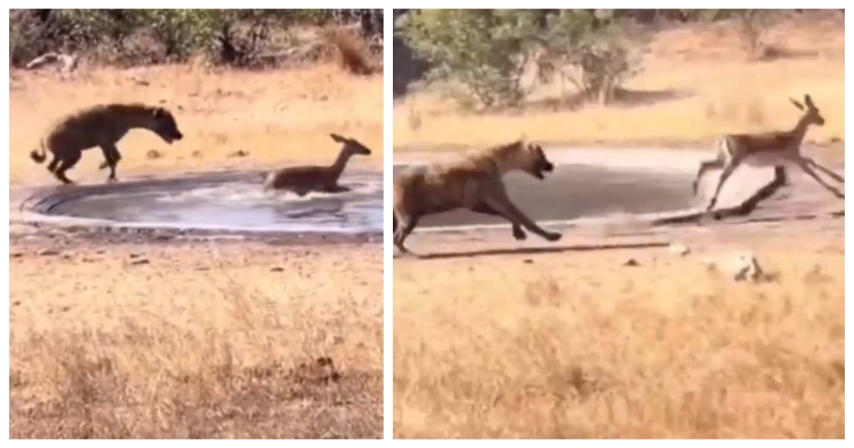 deer-escapes-leopard-crocodile-viral-video