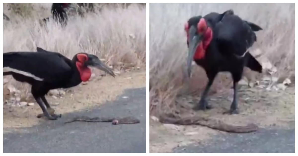 southern-ground-hornbill-hunts-puff-adder-viral-video