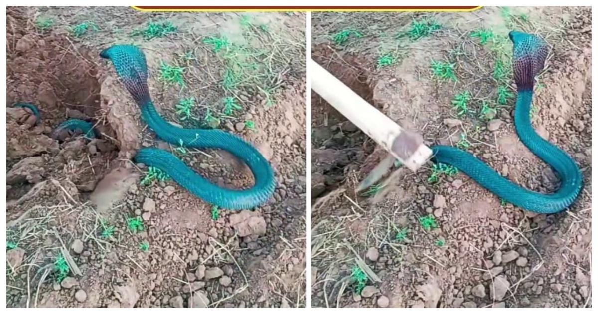 rare-blue-cobra-in-farmers-field