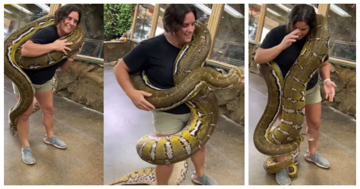 woman-carries-giant-python-viral-video