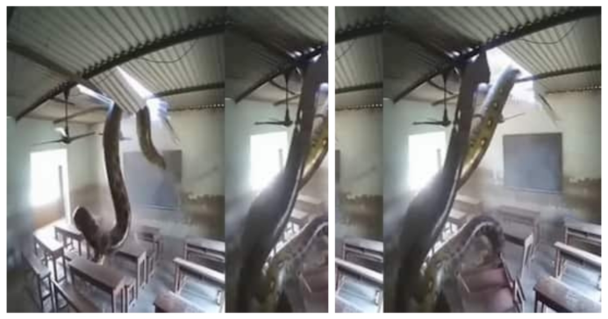 anaconda-enters-classroom-viral-video