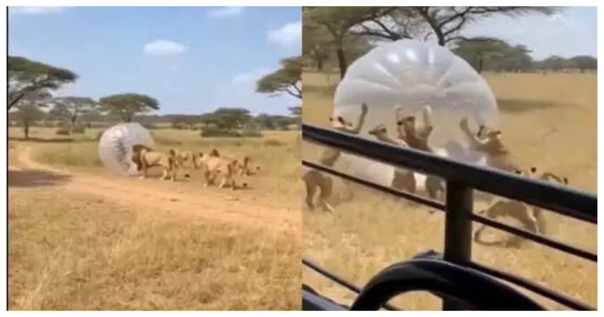 africa-safari-lion-attack-zorb-ball-video
